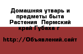 Домашняя утварь и предметы быта Растения. Пермский край,Губаха г.